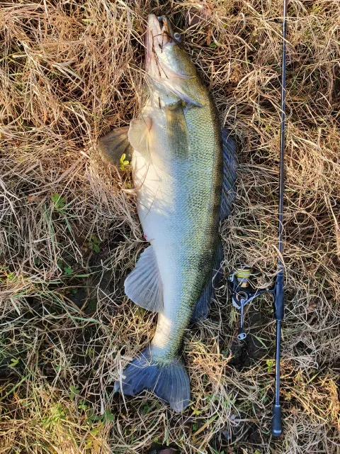 Zander