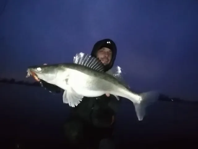 Zander
