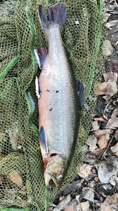 Seesaibling