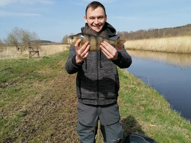 Flussbarsch