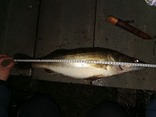 Zander