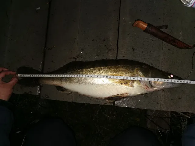 Zander