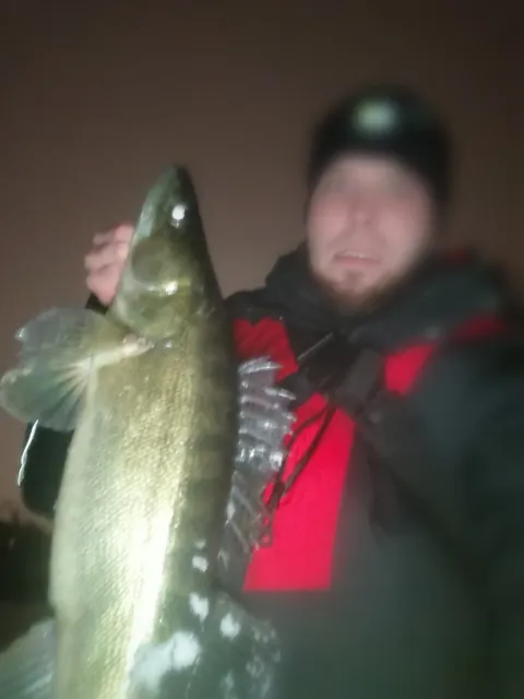 Zander