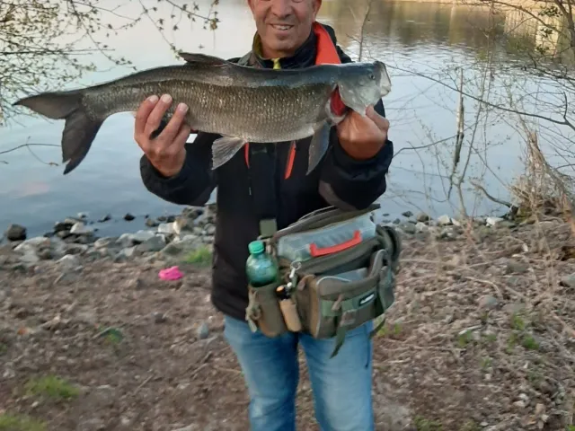 Rapfen