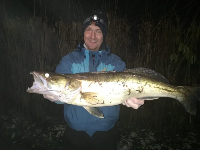 Zander