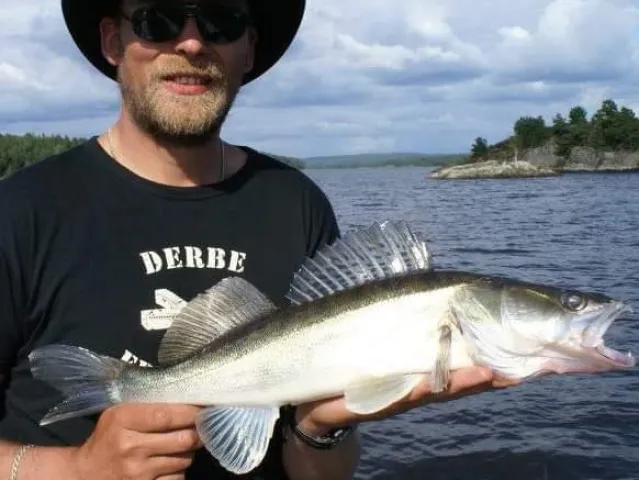 Zander