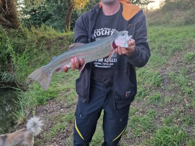Regenbogenforelle
