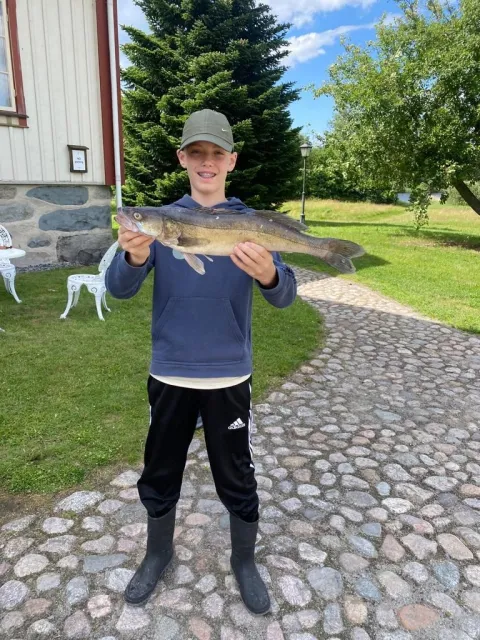 Zander