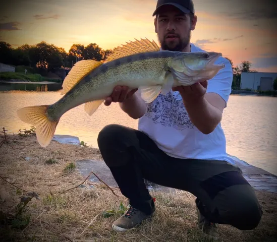 Zander