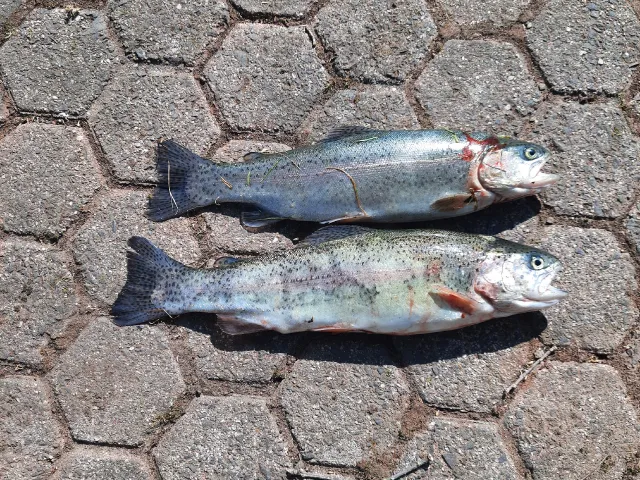Regenbogenforelle
