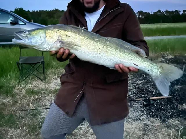 Zander