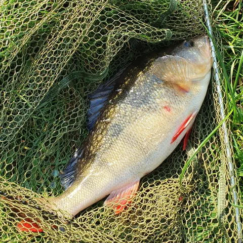 Flussbarsch