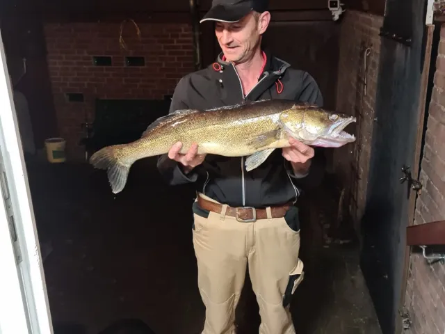Zander