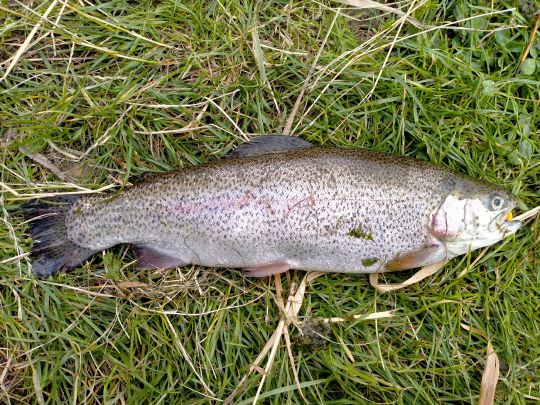 Regenbogenforelle