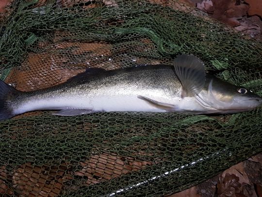 Zander