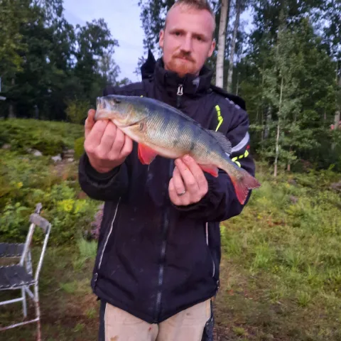Flussbarsch