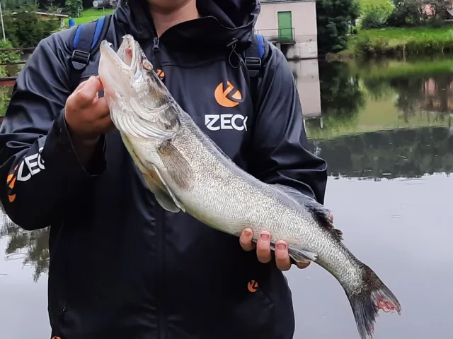 Zander