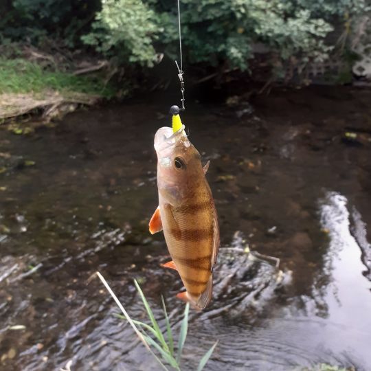 Flussbarsch