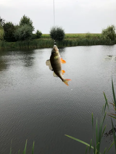 Flussbarsch