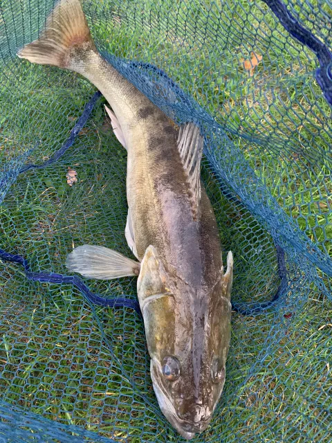Zander
