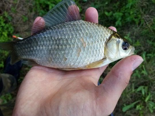 Giebel