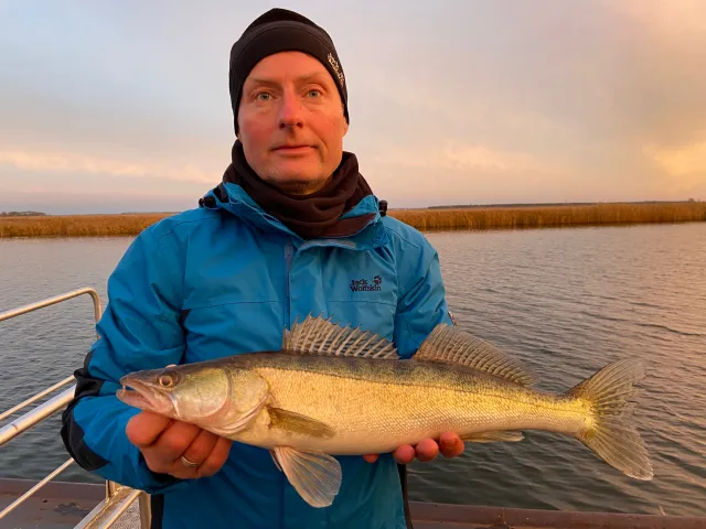 Zander
