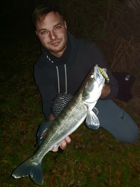 Zander
