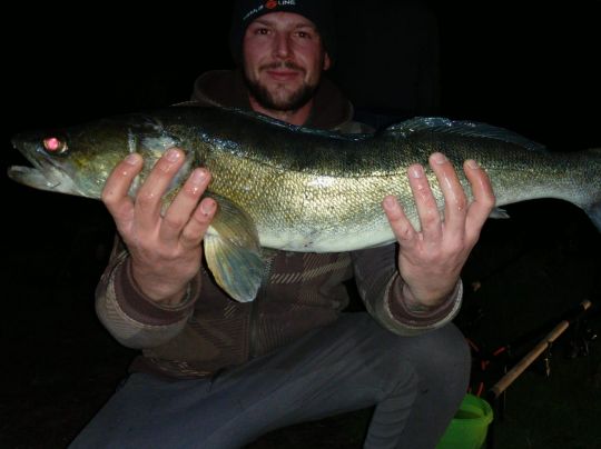 Zander