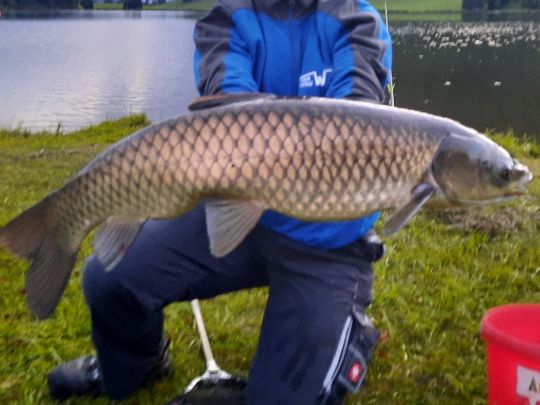 Graskarpfen