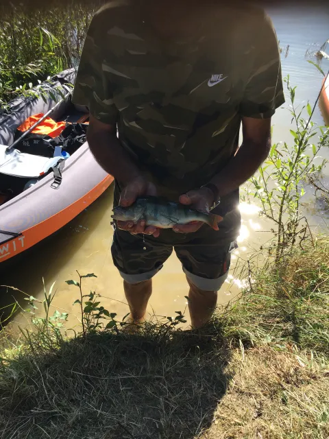 Flussbarsch