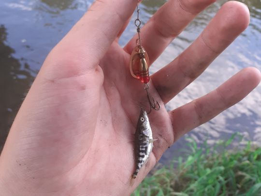 Dreistachliger Stichling