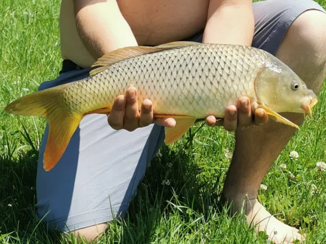 Karpfen