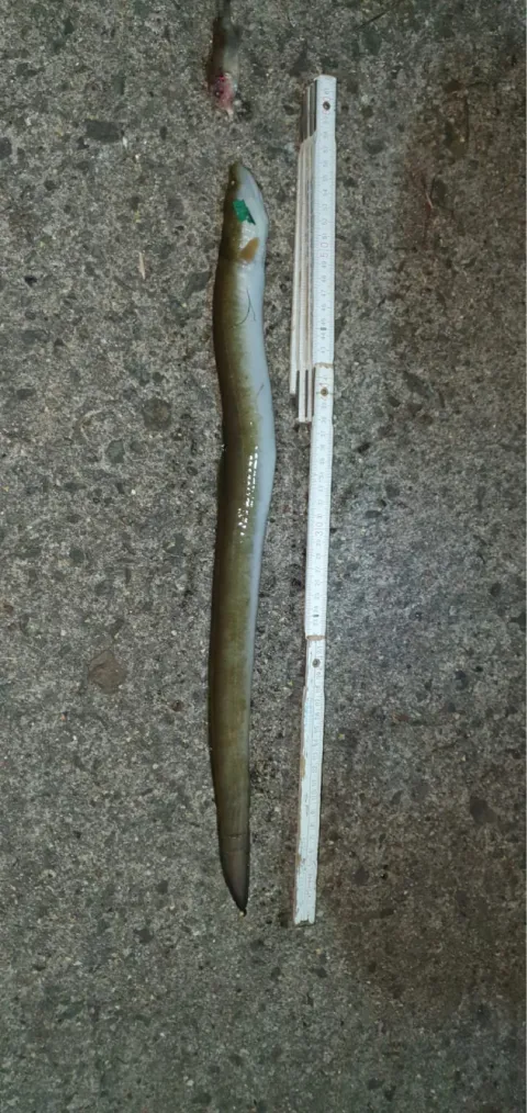 Aal
