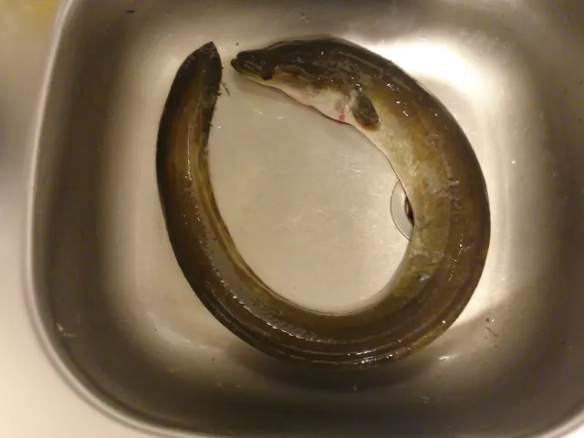 Aal