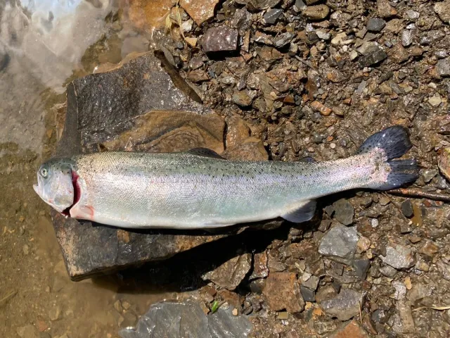 Regenbogenforelle
