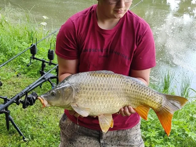 Karpfen