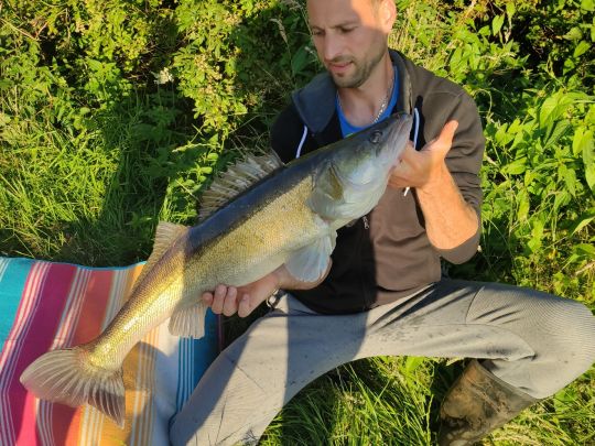 Zander