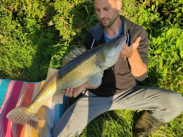 Zander