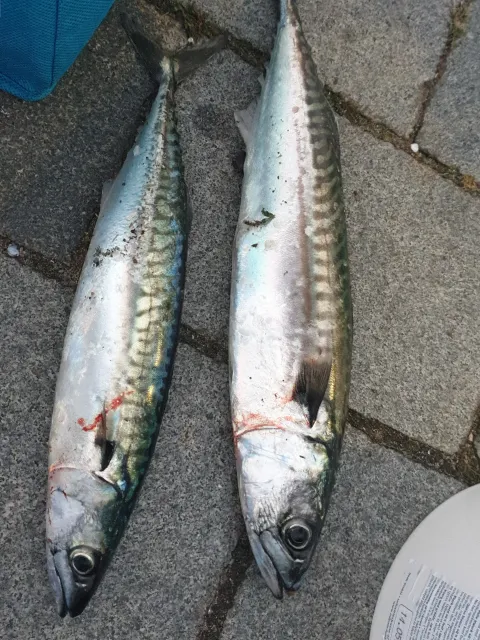 Makrele