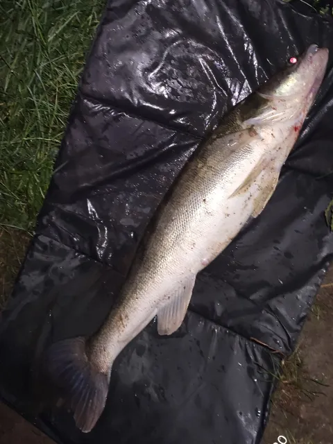 Zander