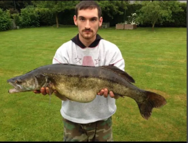 Zander