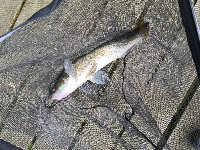 Zander