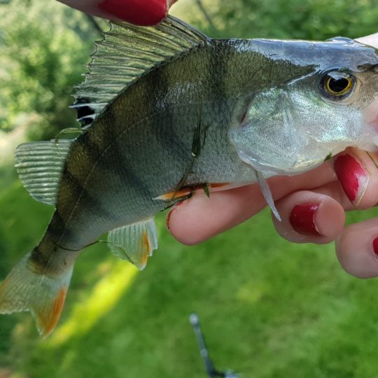 Flussbarsch