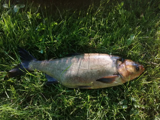 Marmorkarpfen