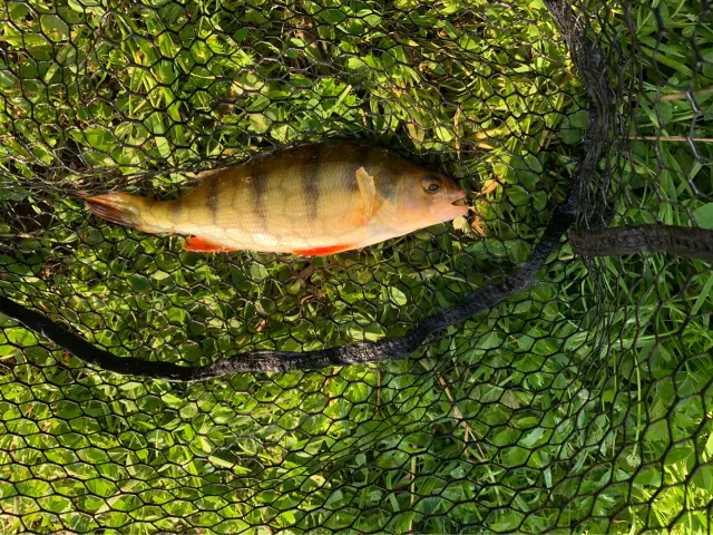 Flussbarsch