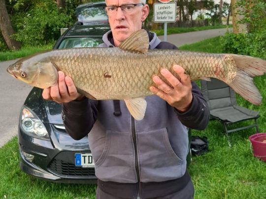 Graskarpfen