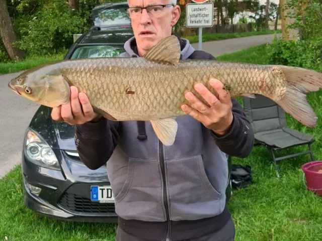 Graskarpfen