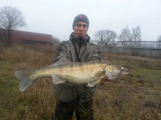 Zander