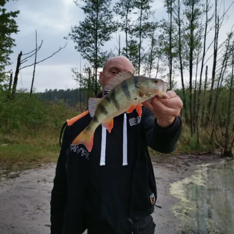 Flussbarsch