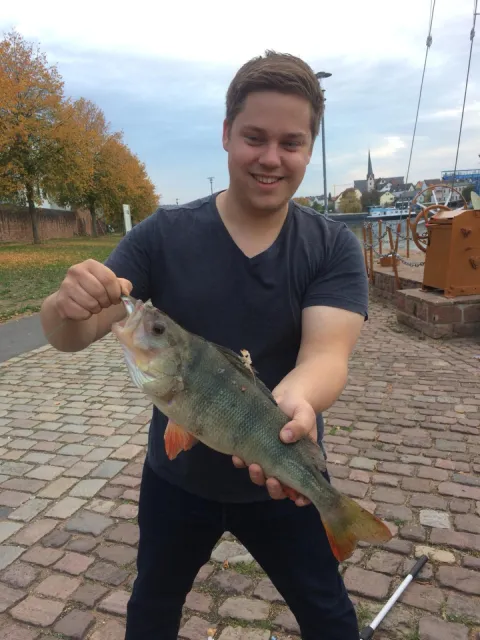 Flussbarsch